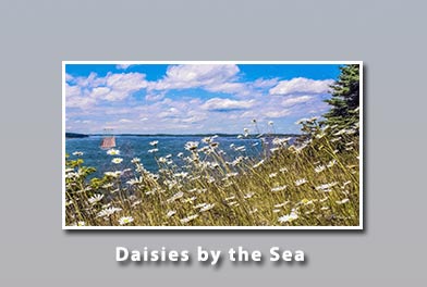 Daisies by the Sea, Vinalhaven, Maine